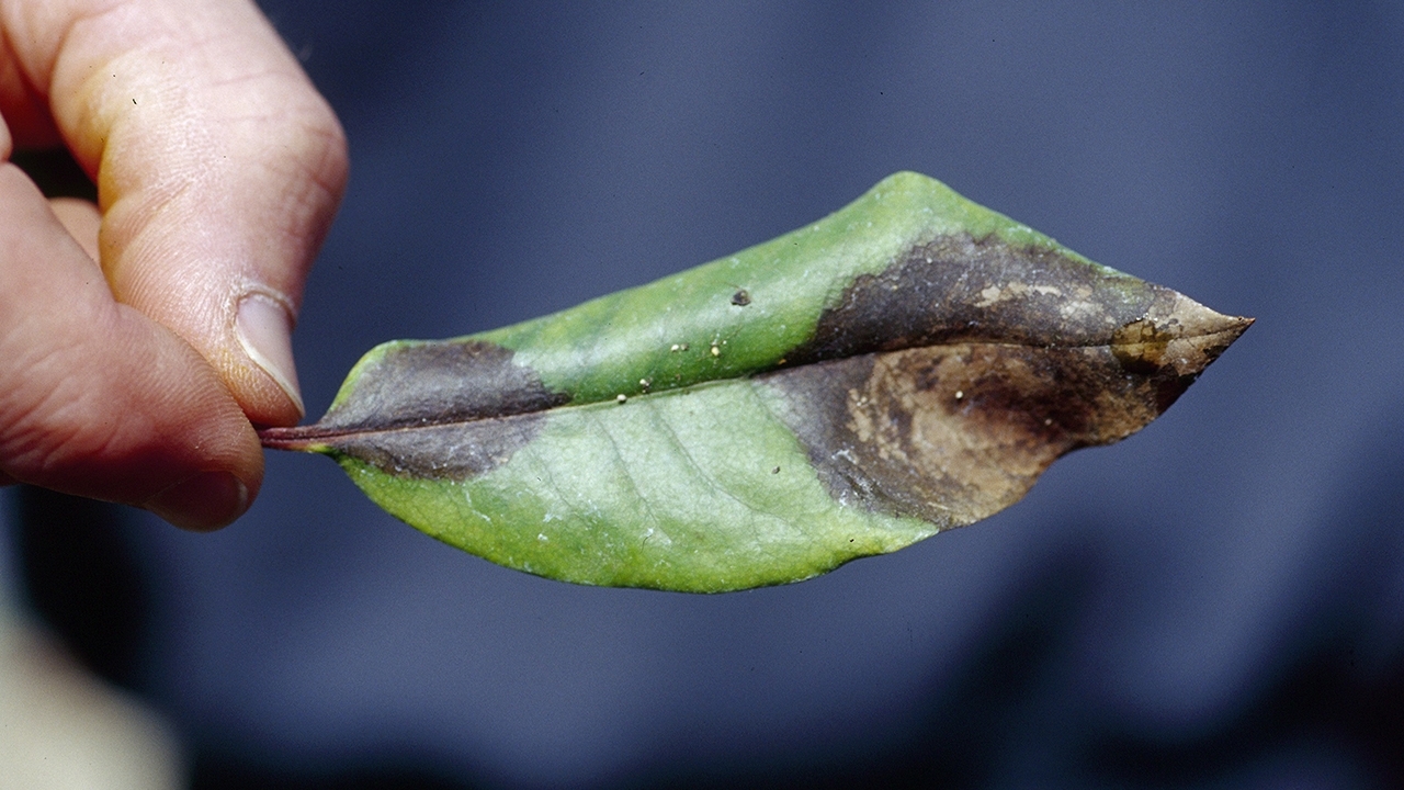 Phytophthora ramorum on leaf