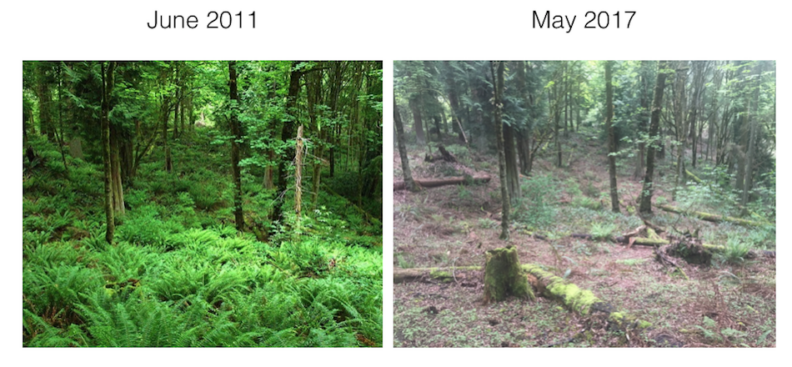 Images of Ferns at a site in June 2011 compared to images of Ferns at same site in May 2017