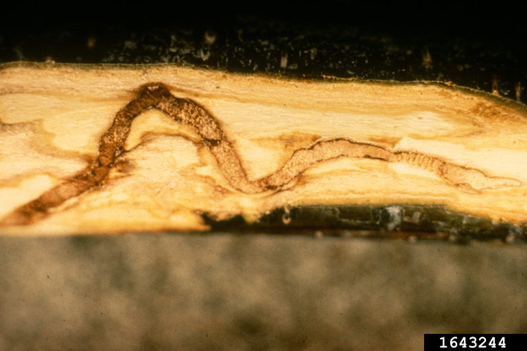 Bronze Birch Borer larva(e) galleries
Photo by USDA Forest Service - Coeur d'Alene Field Office