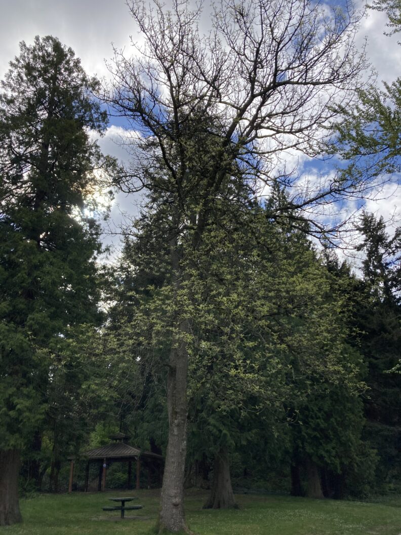 A Maple tree experiencing top dieback