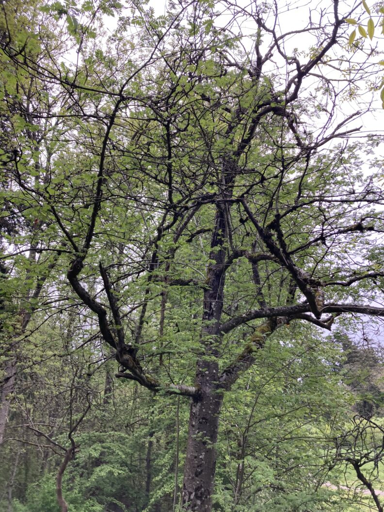 Maple with crown dieback