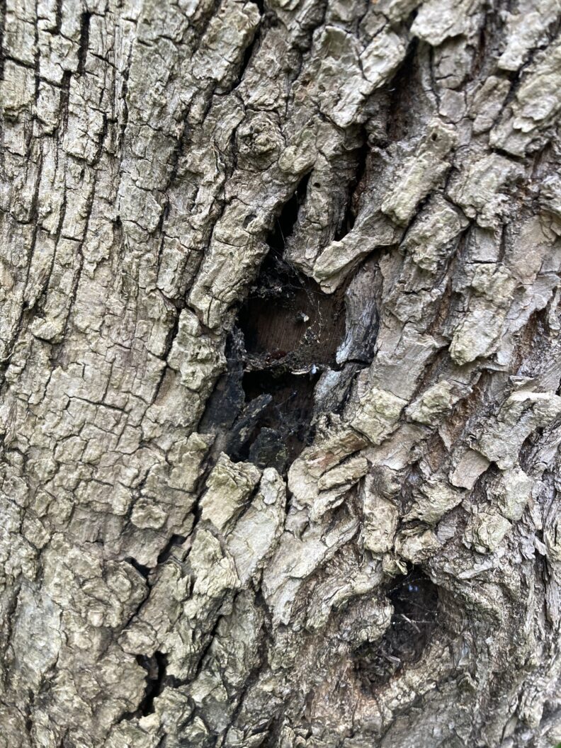 sooty bark disease black cankers