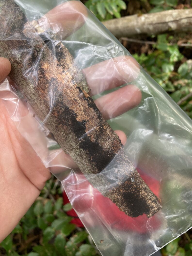 bagged maple sample with symptoms of sooty bark disease