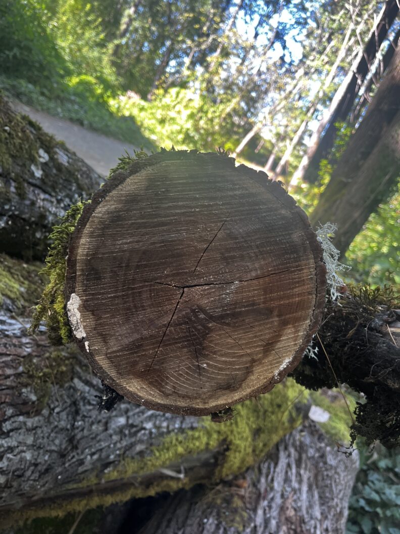 sooty bark disease black cankers on the inner layer of bark