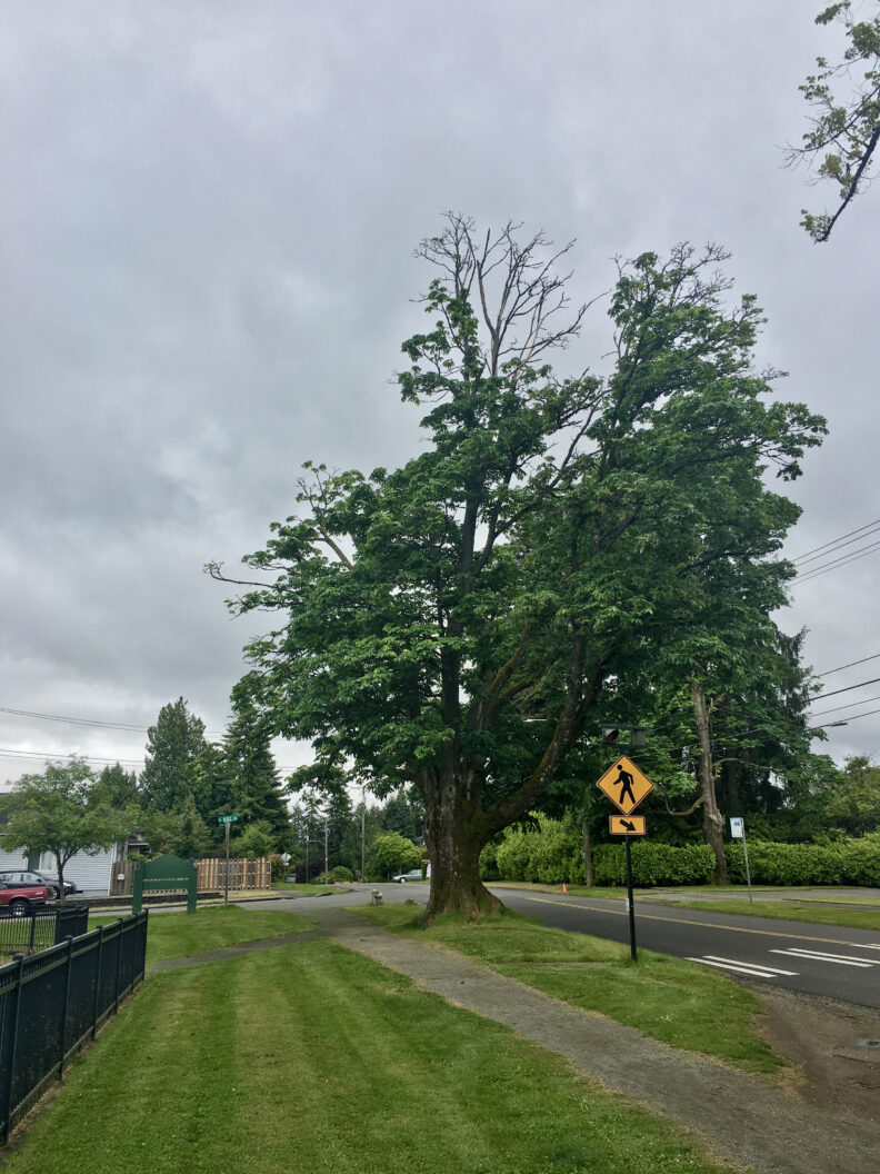 A Maple tree experiencing top dieback