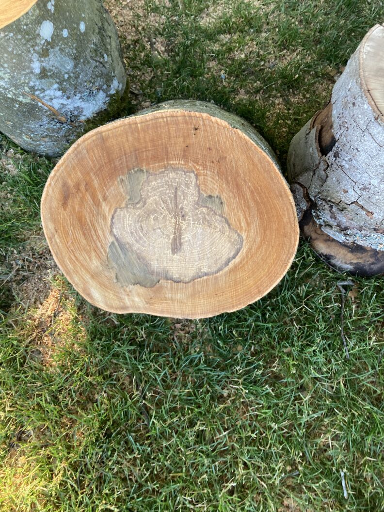 Internal staining in a fallen maple tree
