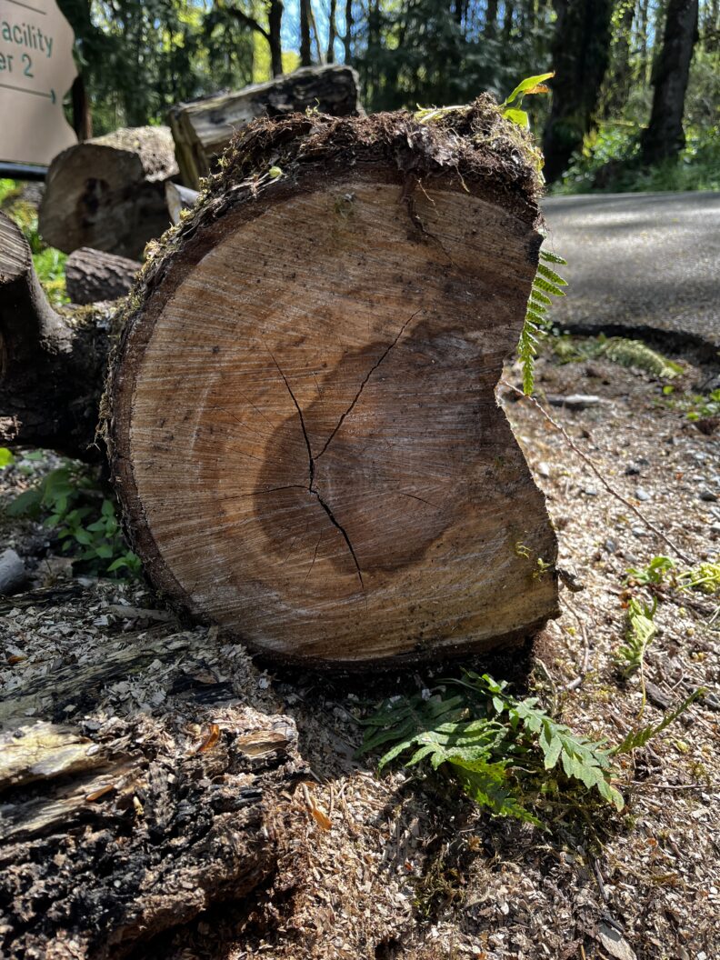 Internal staining in a fallen maple tree