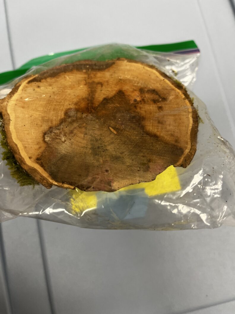 Internal staining of a maple cross-section