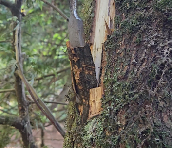 A sample being taken of a Maple with a chisel
