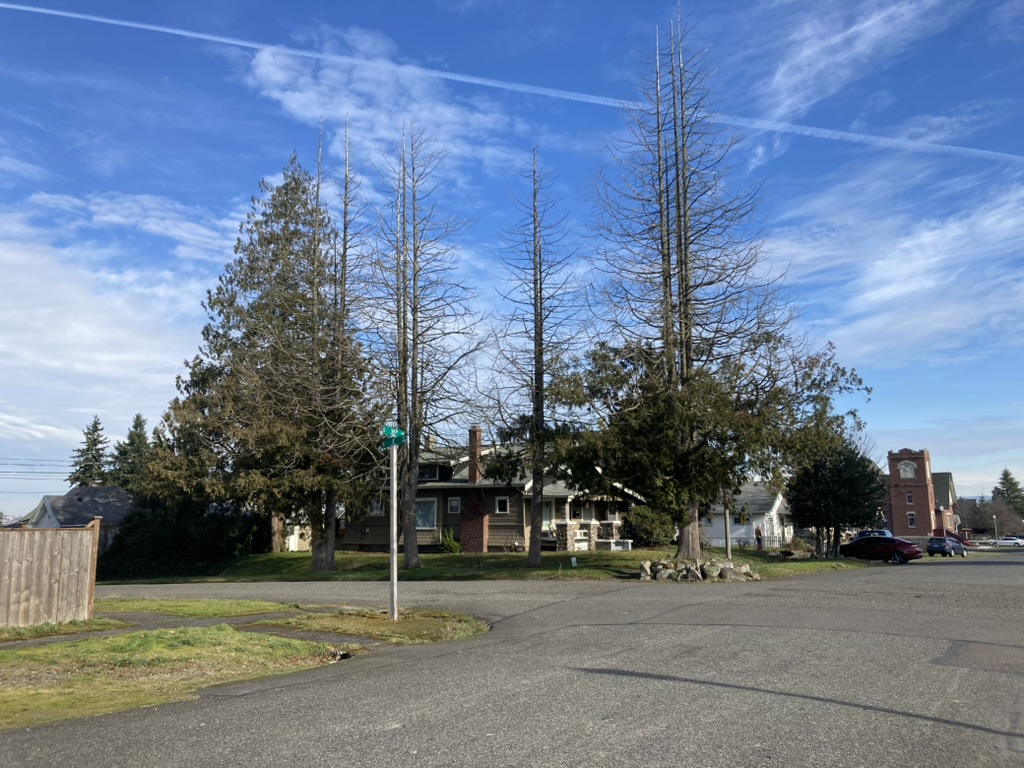 Urban redcedar with dead tops