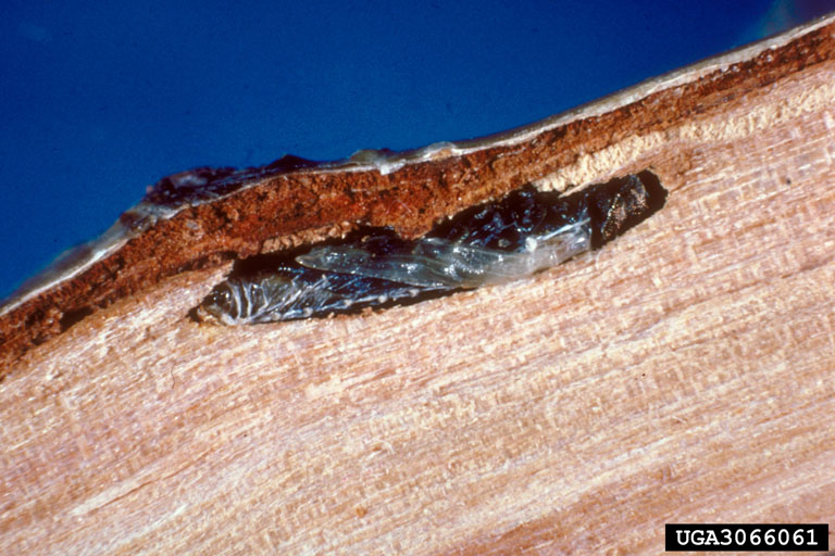 Bronze Birch Borer (adult) under the bark
Photo by David G. Nielsen, The Ohio State University