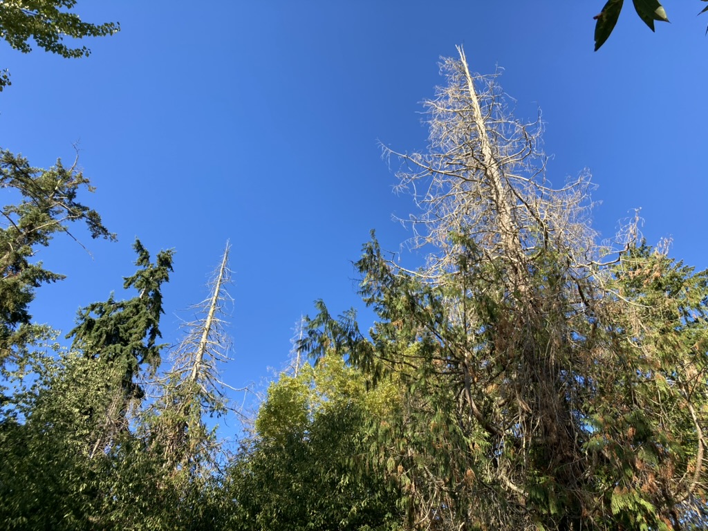 Redcedar with dead tops