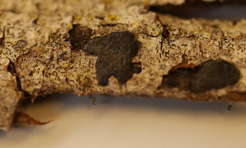Sooty Bark disease (Biscogniauxia) black lesions