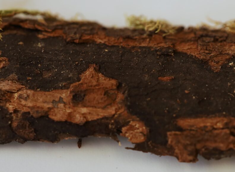 Sooty Bark disease (Crytostroma corticale) black lesions