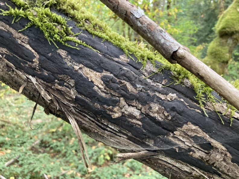 Sooty Bark disease (Biscogniauxia) black lesions