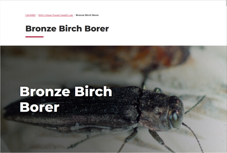 Bronze Birch Borer briefing page