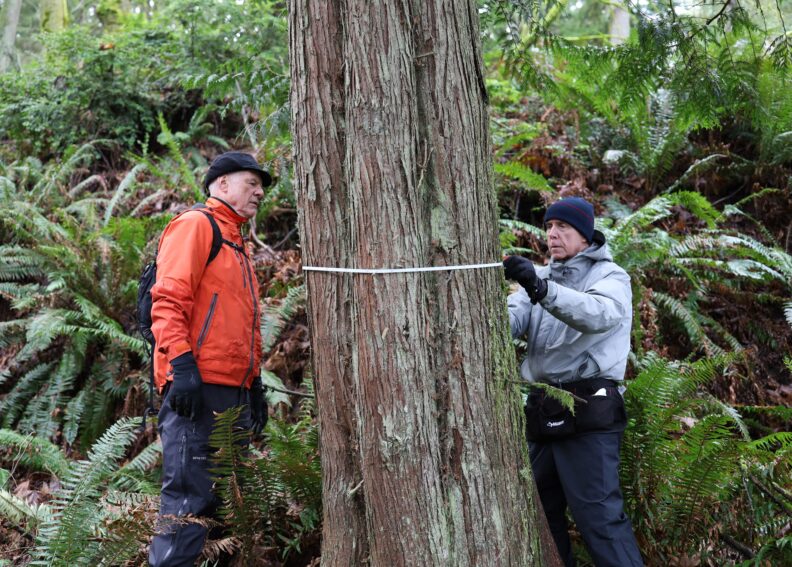 Community scientists measuring redcedar tree