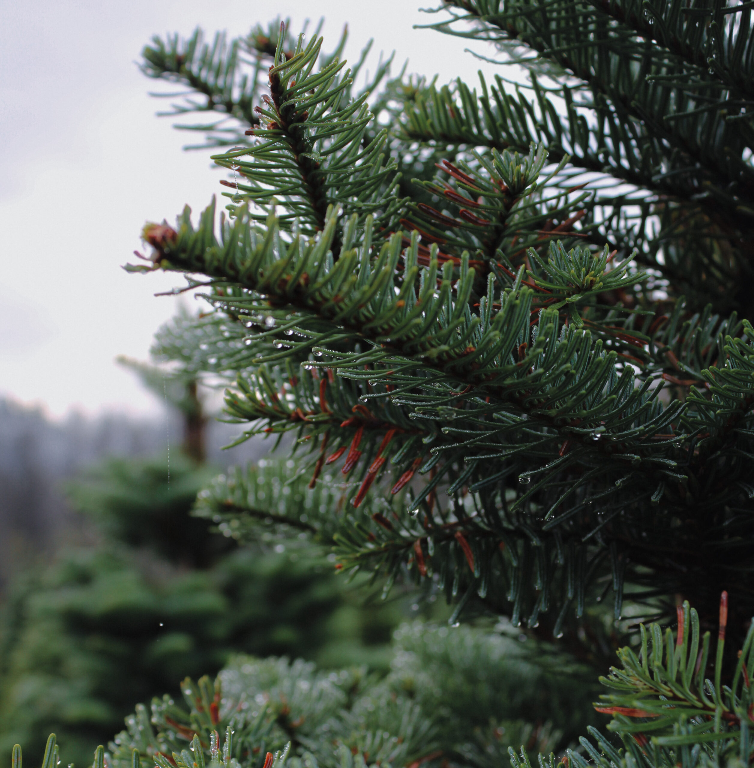 close up of conifer needles