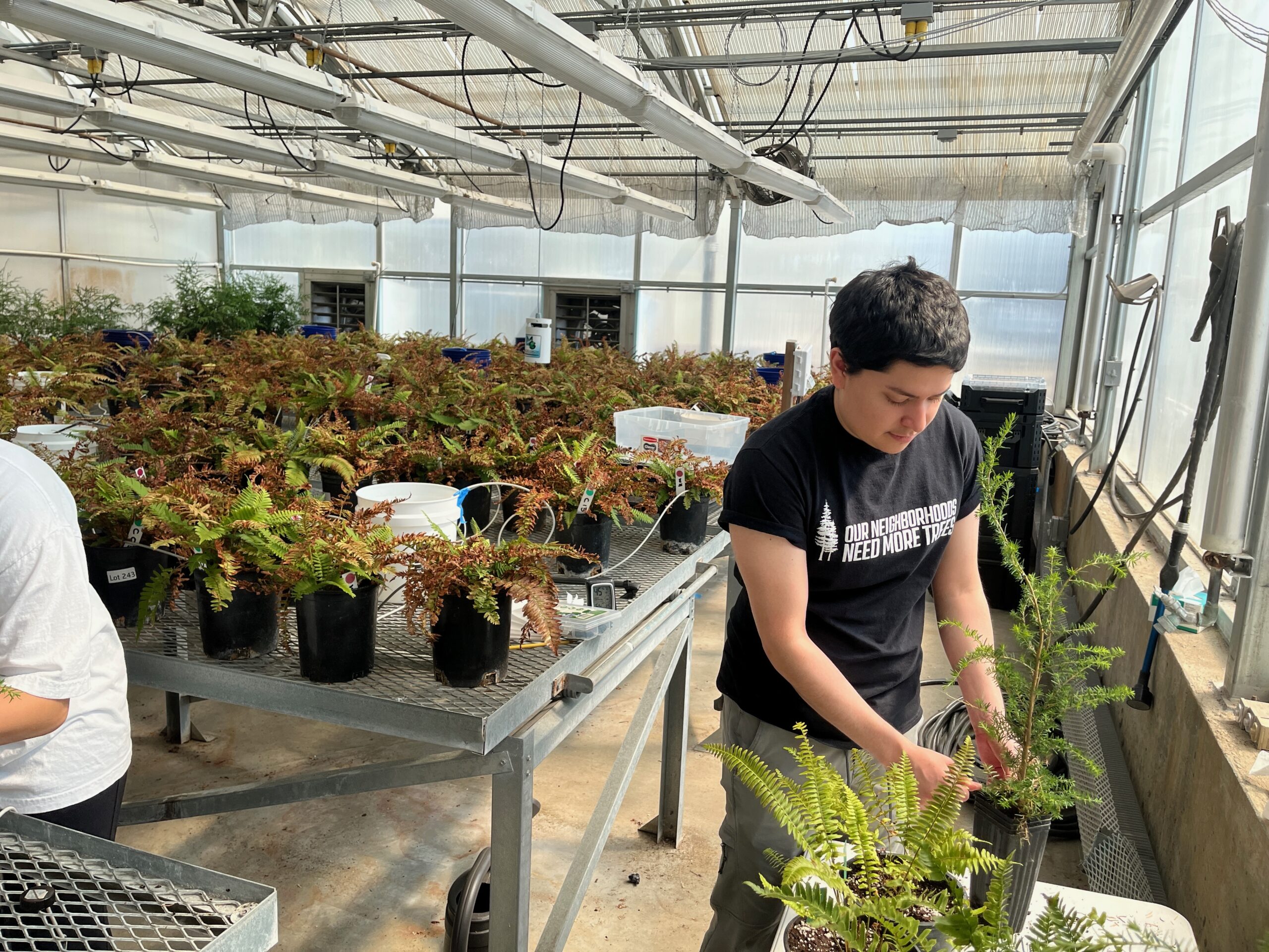 Spencer Sanchez conducting research in the greenhouse