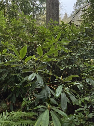 Rhododendron plants at point defiance