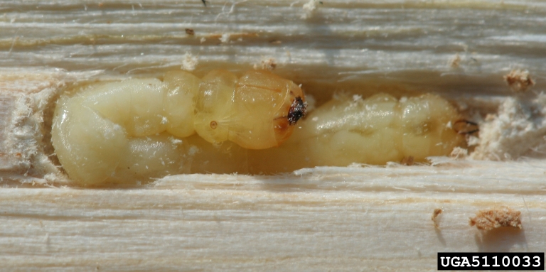 EAB Larva, David Cappaert, Bugwood.org