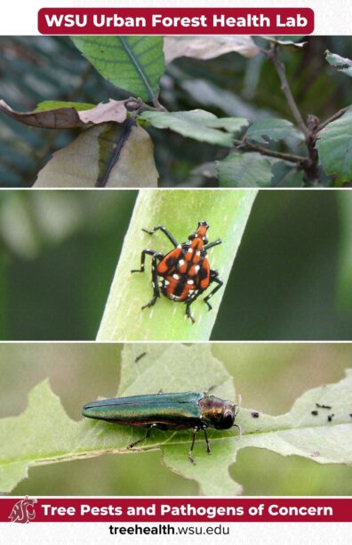 WSU Field Guide Cover Page