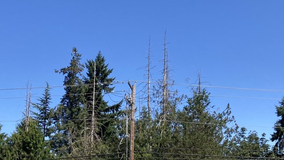 Row of dead Western Redcedars experiencing dieback