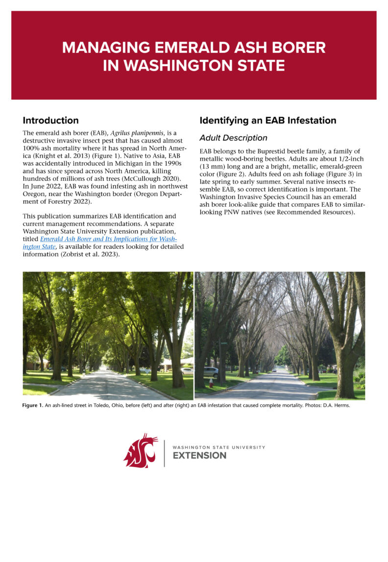 Managing Emerald Ash Borer in Washington State