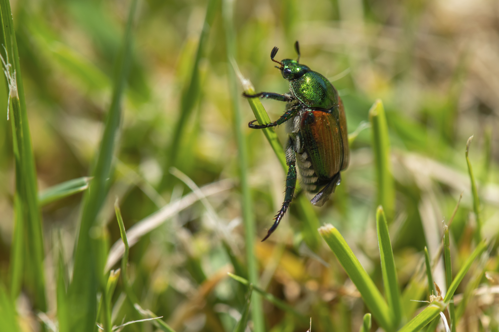 Japanese beetle on blade of grass