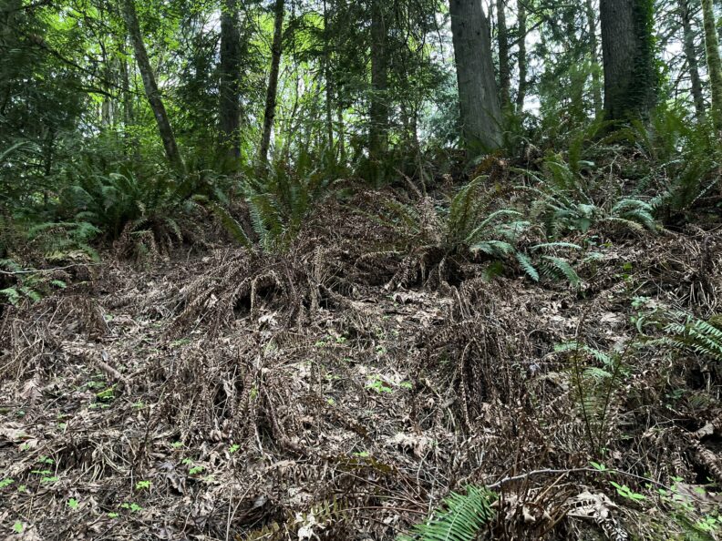 sword fern mortality