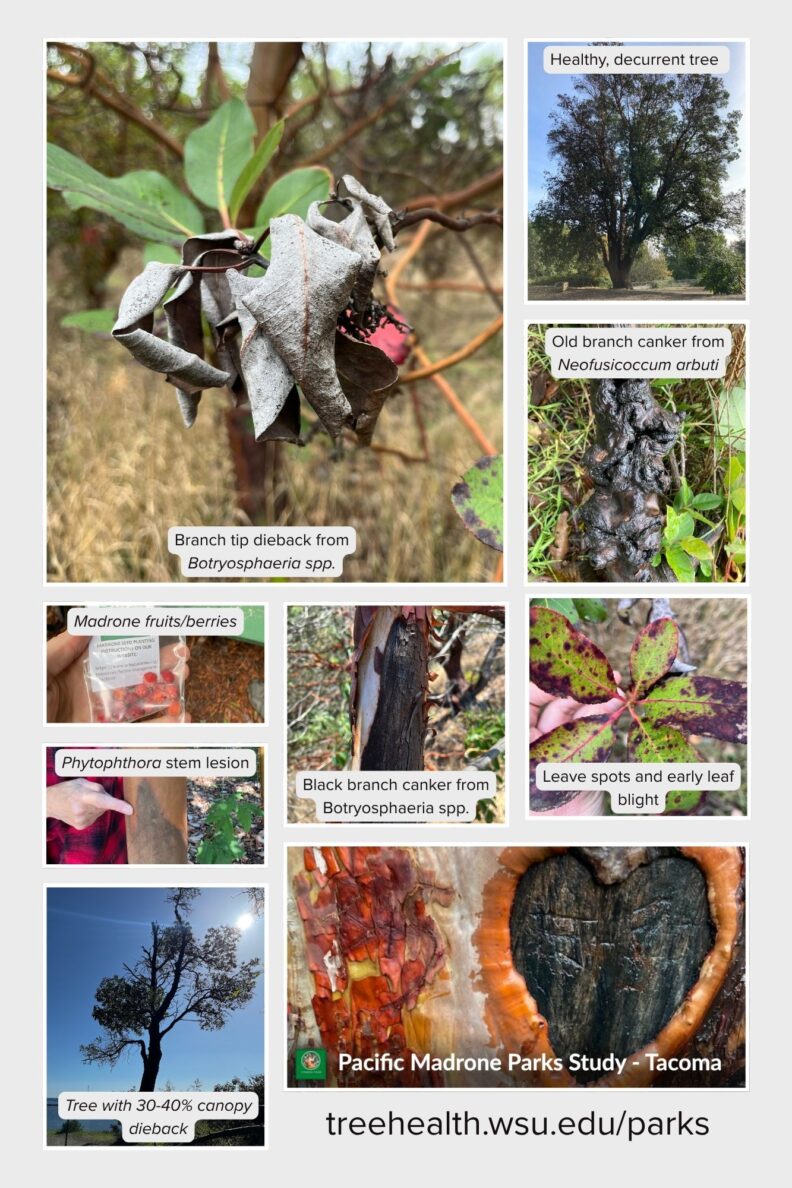 Pacific Madrone Parks Study Picture Guide - Page 1
