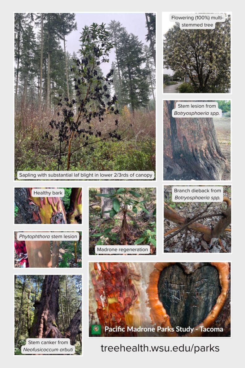Pacific Madrone Parks Study Picture Guide - Page 1