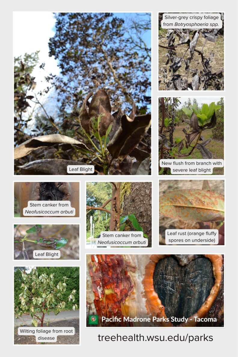 Pacific Madrone Parks Study Picture Guide - Page 1