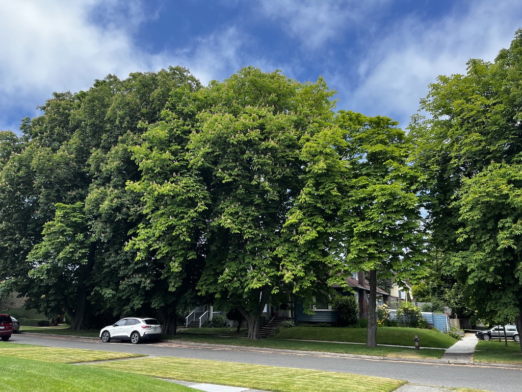 Street Trees in North Tacoma