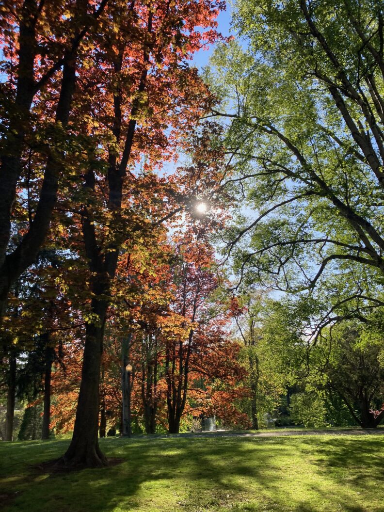 Trees in Wright Park, Tacoma