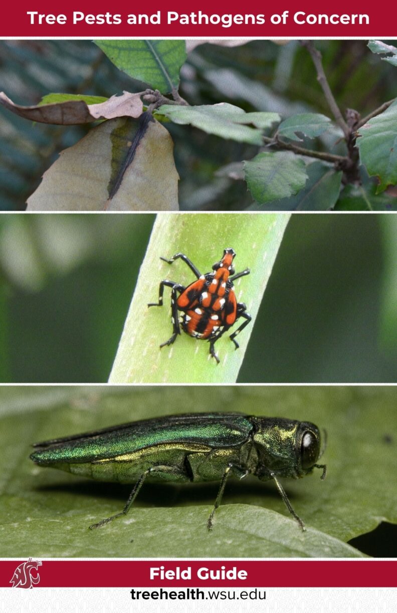 WSU Field Guide - Tree Pests and Pathogens of Concern