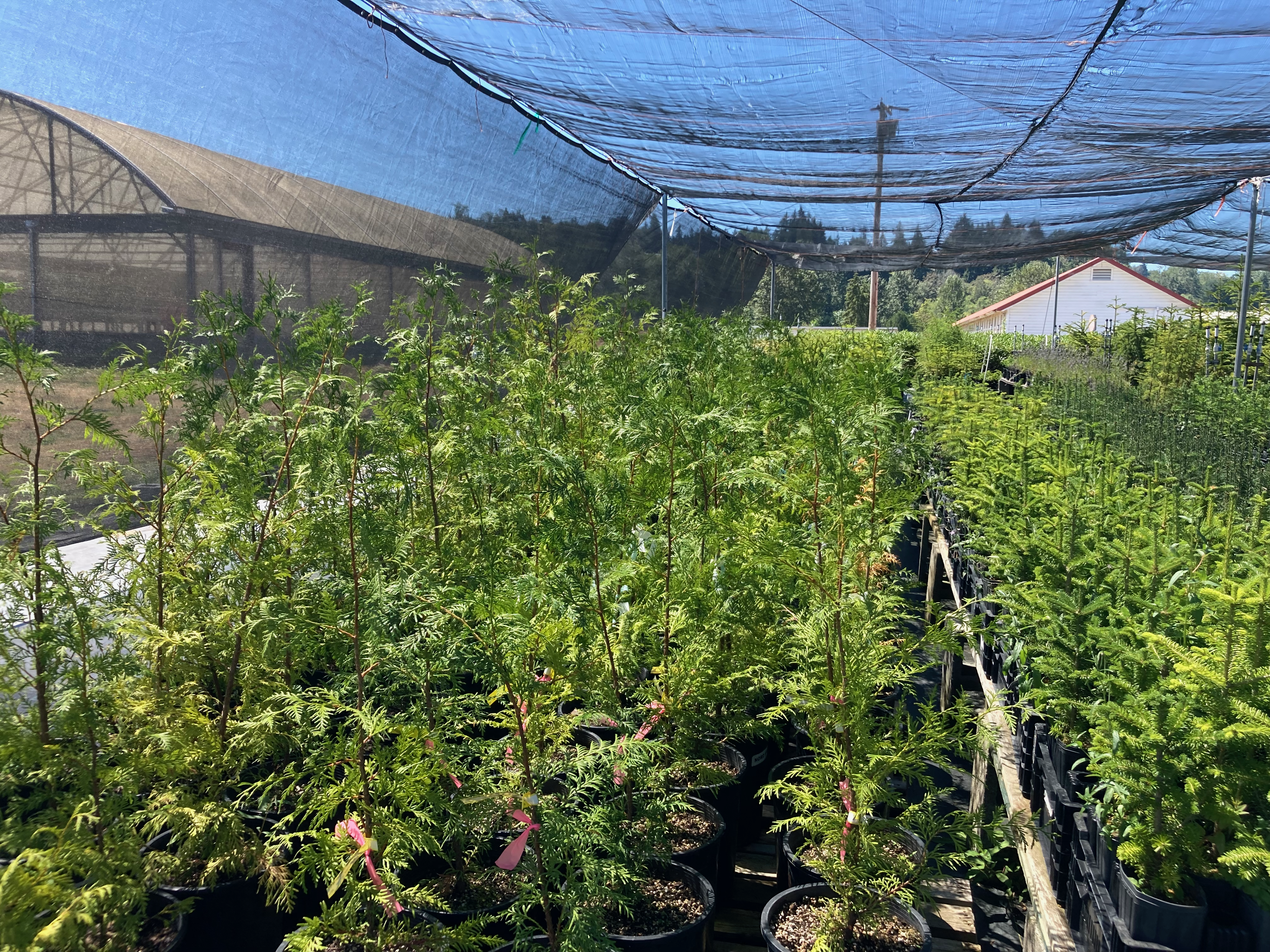 Western redcedar nursery