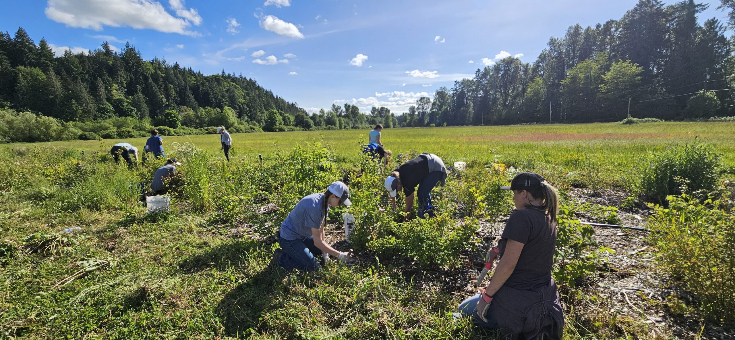 A group of people in a sunny field in various positions along a planting strip, pulling weeds.
