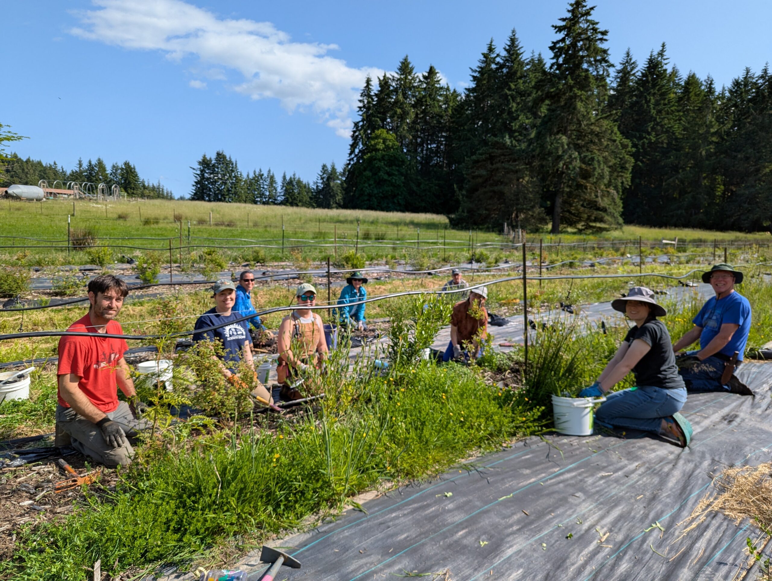 A group of people in gardening clothes and sun hats kneel along two rows of a planting, smiling at the camera while they pull weeds. 