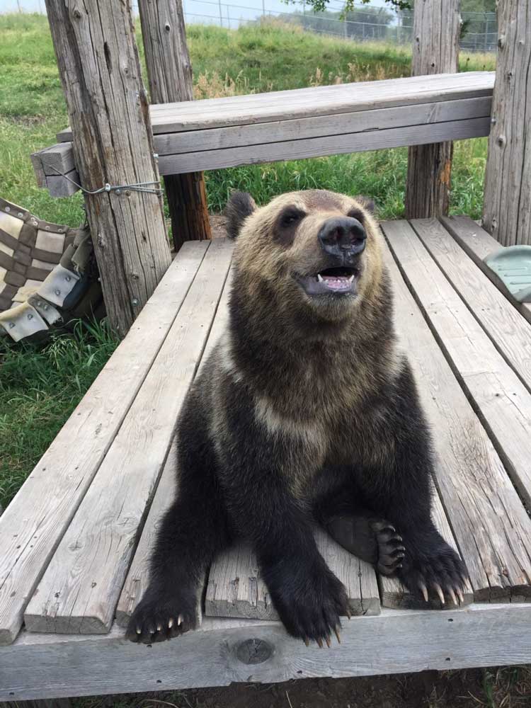 Adak sitting on play structure.