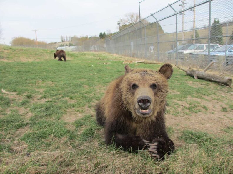 Bear laying in grass. 