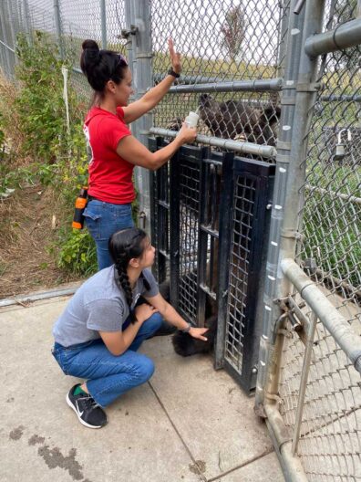 Training grizzly bear for voluntary blood draw using honey reward