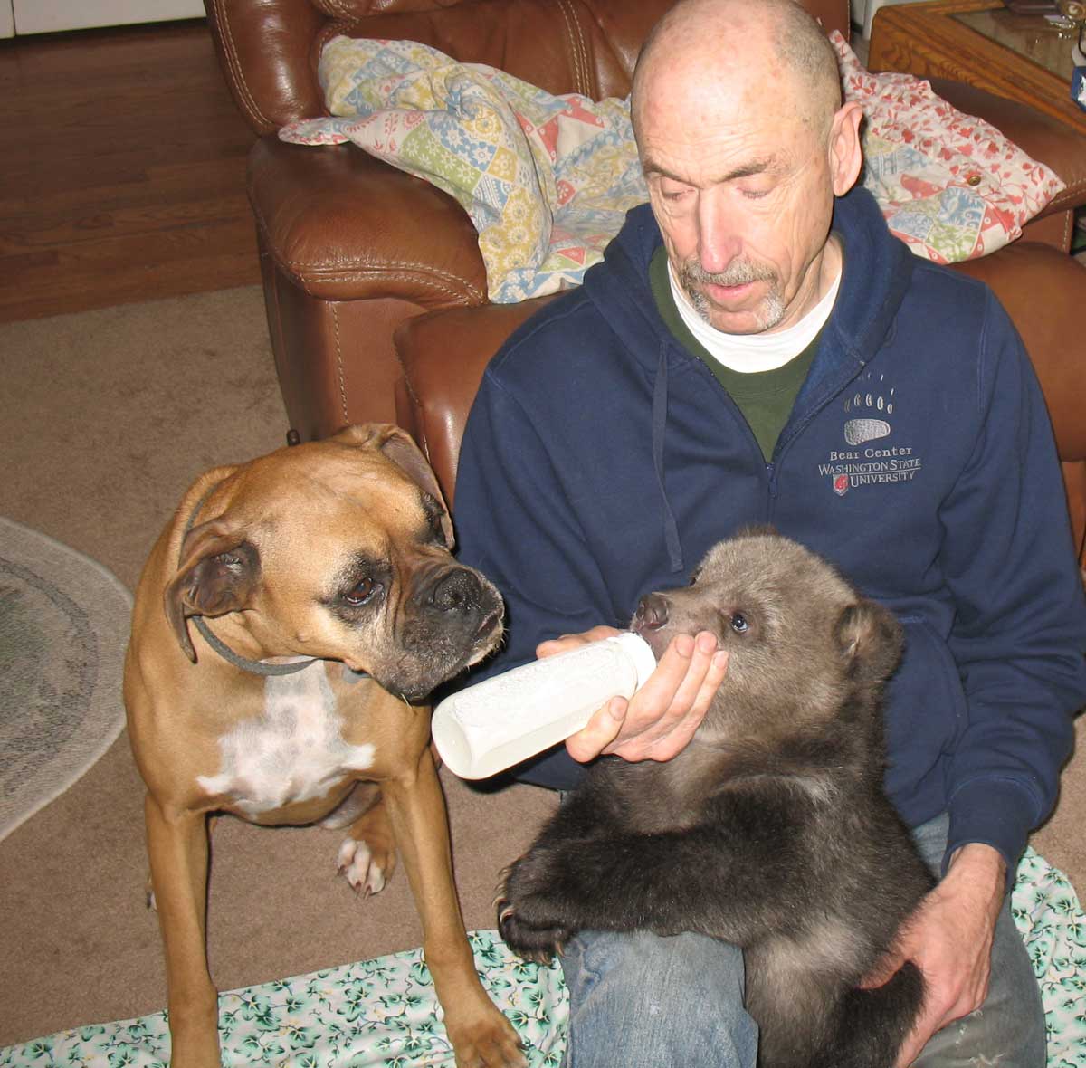 Dr. Charles feeding cub.