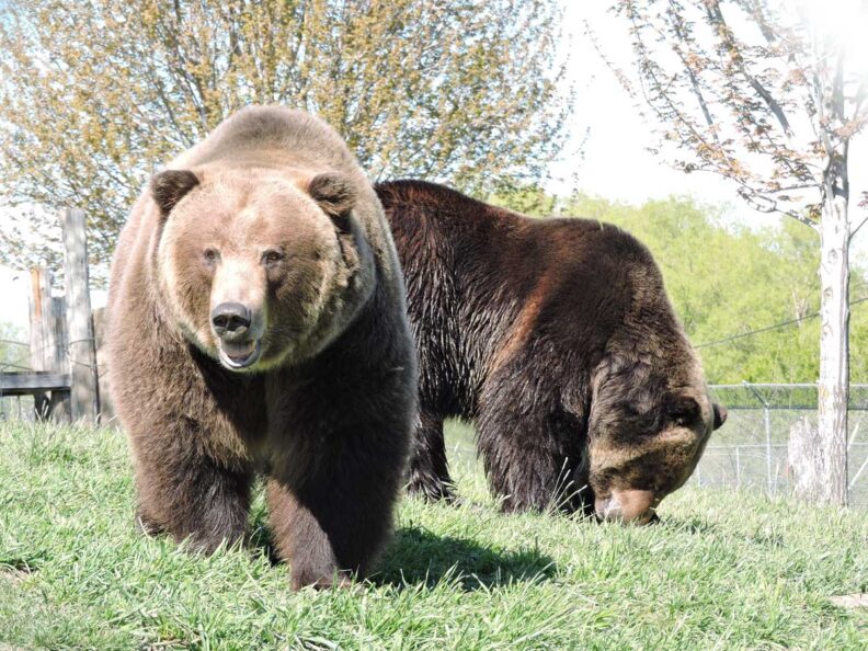 Bears walking around in field. 