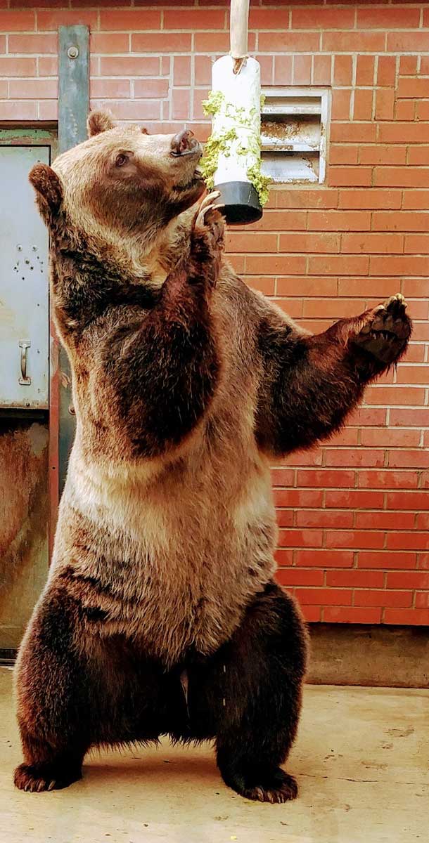 John grizzly bear standing and eating guacamole off of enrichment item.