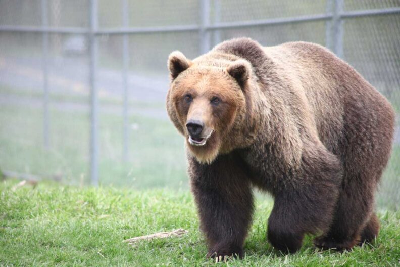 Kio grizzly bear in yard.