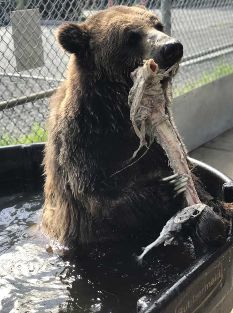 Bear chewing on fish in pool.