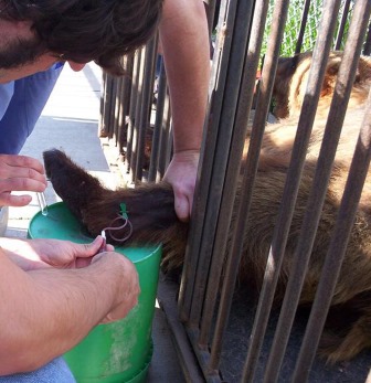 Man combing bear's tail.