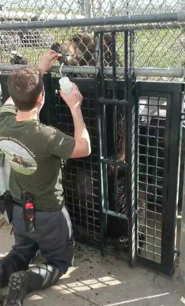 Brandon clicker training the bear Frank.
