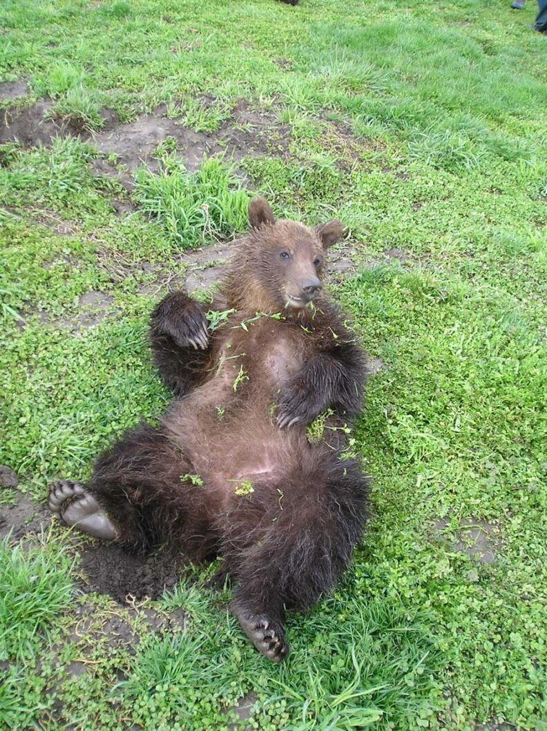 Bear laying down in grass. 